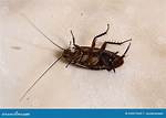 When a Roach Is on Its Back?