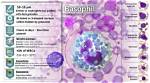 When Are Basophils Released?