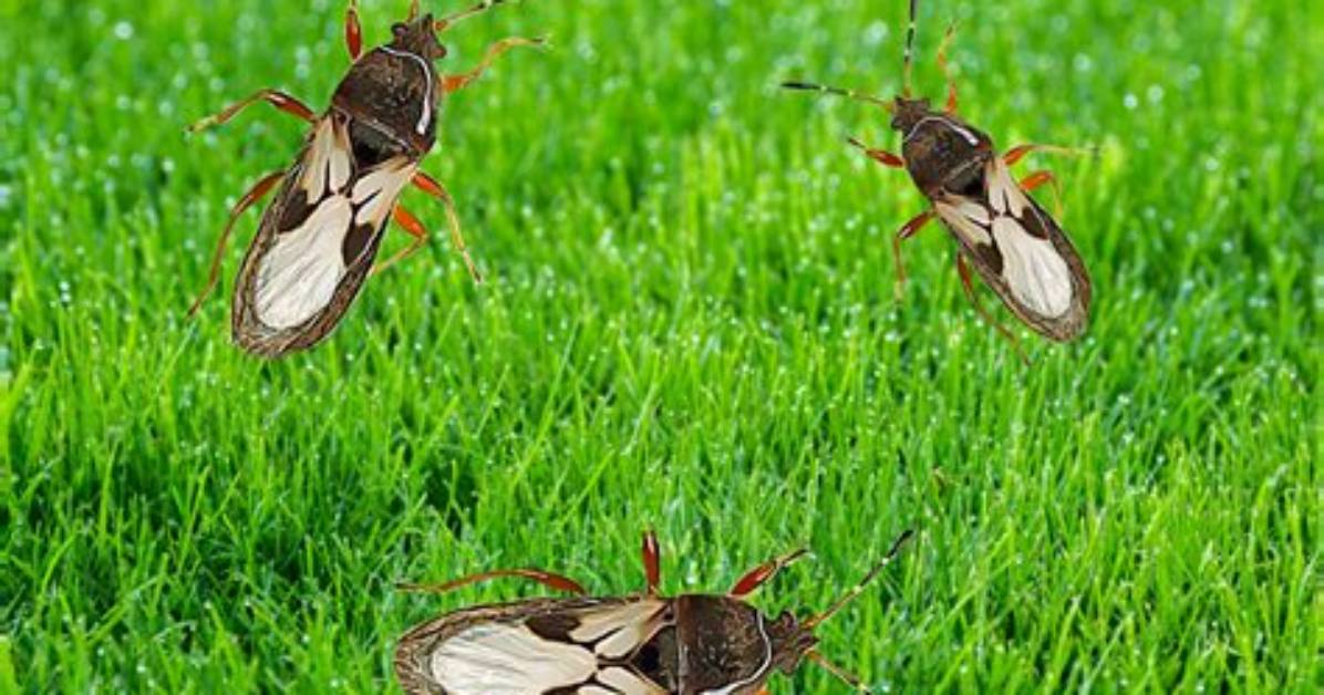 When Are Chinch Bugs Active?