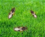 When Are Chinch Bugs Active?