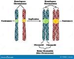 When Are Chromosomes Single Stranded?