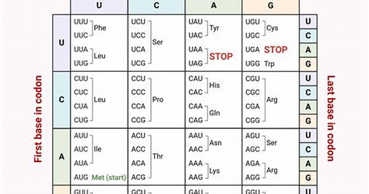 When Are Codons Used?