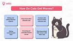 When Are Kittens Dewormed?