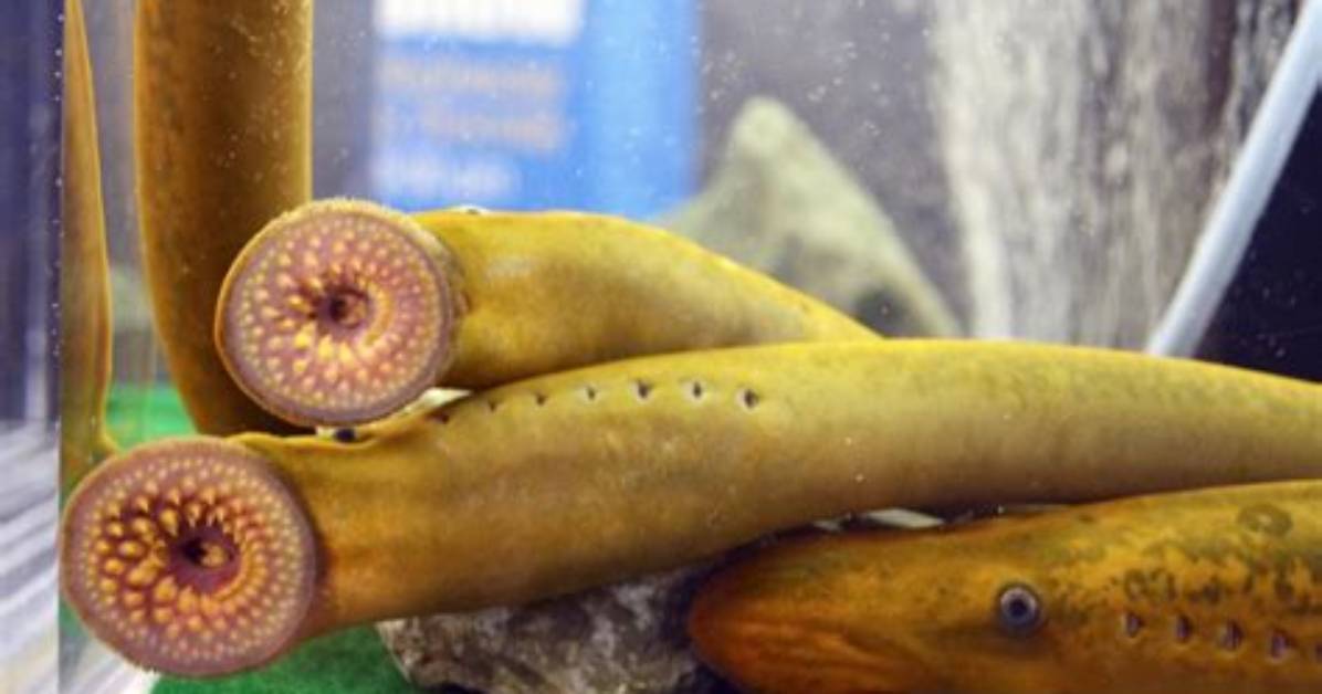 When Are Lampreys Active?