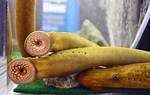 When Are Lampreys Active?