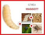 When Are Maggots Dangerous?