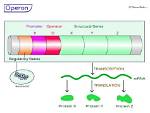 When Are Operons Used?