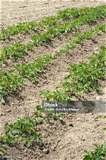 When Are Potatoes Earthed up?