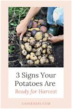 When Are Potatoes Ready?