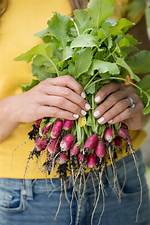 When Are Radish Ready?