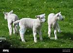 When Are Spring Lambs Born?