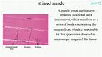When Are Striations Formed?