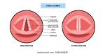 When Are Vocal Cords Open?