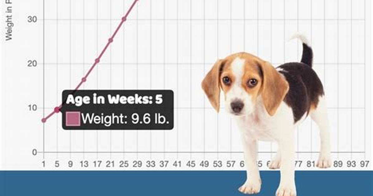 When Beagles Get Old?
