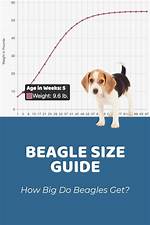 When Beagles Get Old?