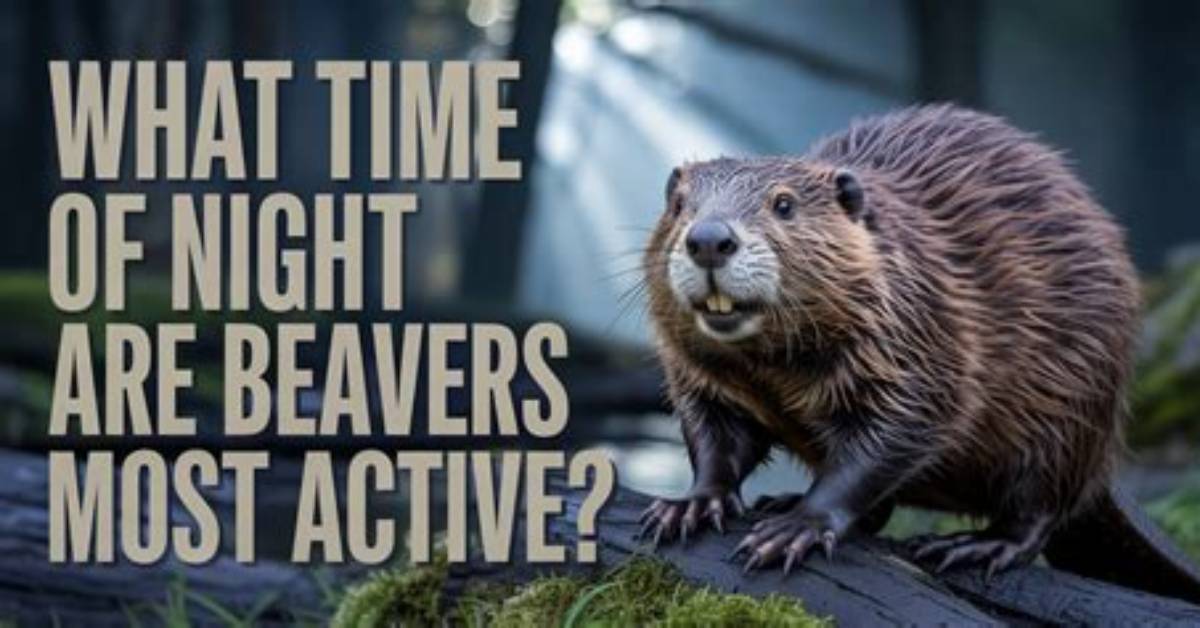 When Beavers Are Most Active?