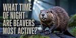 When Beavers Are Most Active?