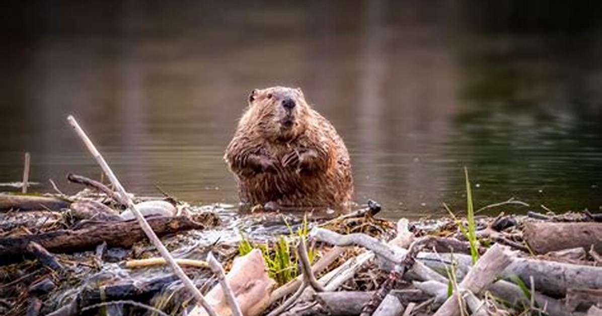 When Beavers Die Do They Float?