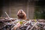 When Beavers Die Do They Float?