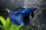 When Betta Fish Blow Bubbles?