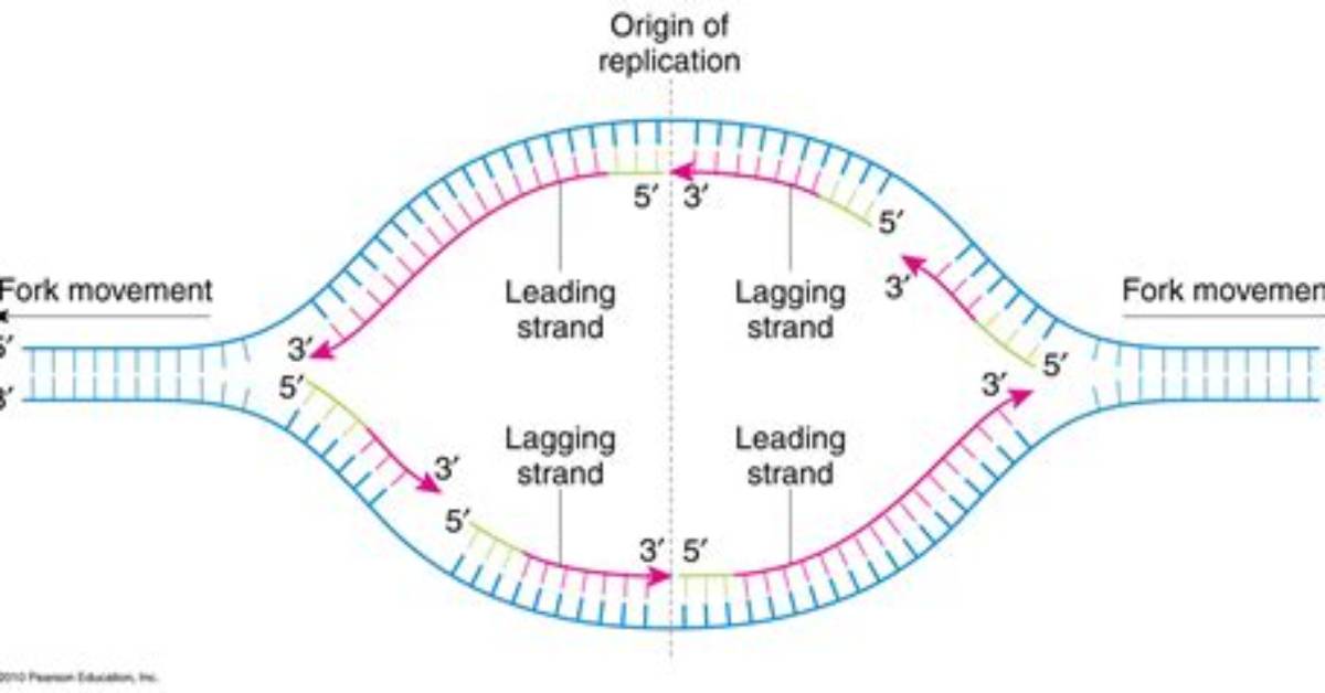 When Bidirectional Replication Forks from Adjacent?