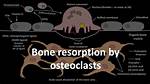 When Bone Is Resorbed?