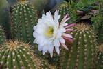 When Cactus Flowers Bloom?