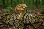 When Can Reticulated Python Breed?