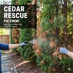 When Cedar Trees Turn Brown?