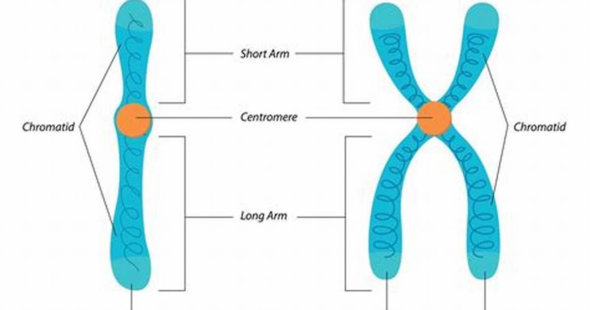When Chromosomes Are Split Is Called?