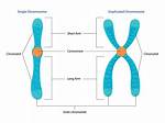 When Chromosomes Are Split Is Called?