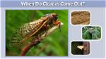 When Cicadas Come out?