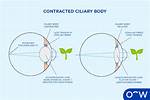 When Ciliary Muscles Contract?