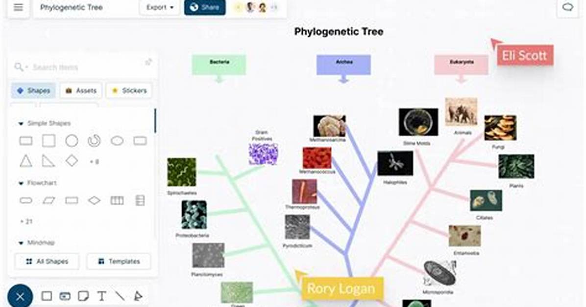 When Creating a Phylogenetic Tree?