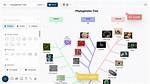 When Creating a Phylogenetic Tree?