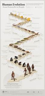 When Did Anatomically Modern Humans Evolve?