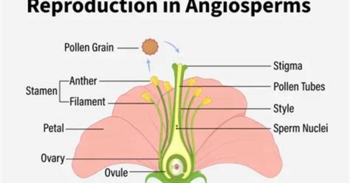 When Did Angiosperms Appear?