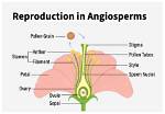 When Did Angiosperms Appear?