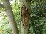When Did Ash Dieback Start?
