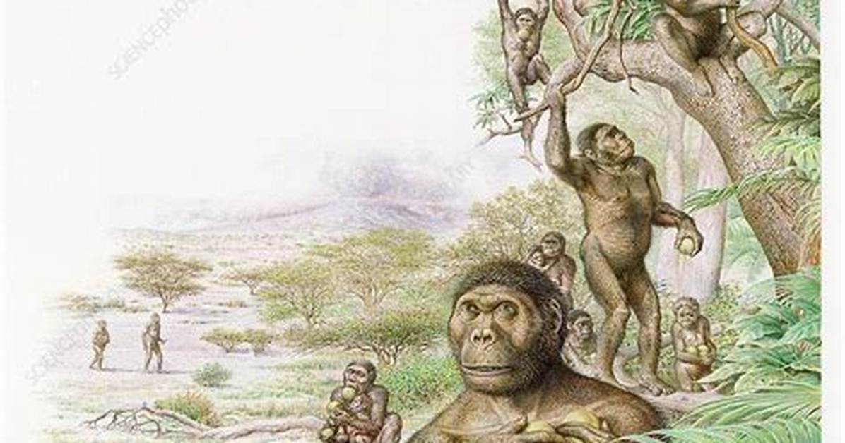 When Did Australopithecus Evolve?