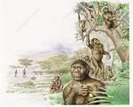 When Did Australopithecus Evolve?