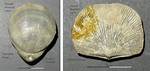 When Did Brachiopods Exist?