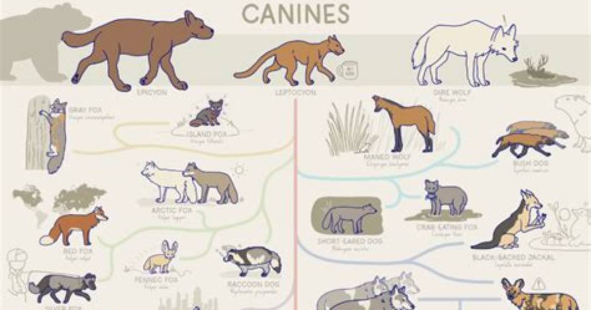 When Did Canines Evolve?