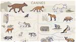 When Did Canines Evolve?