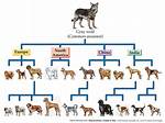 When Did Dogs Evolve?