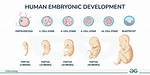 When Did Embryology Begin?