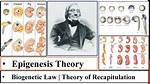 When Did Epigenesis Start?