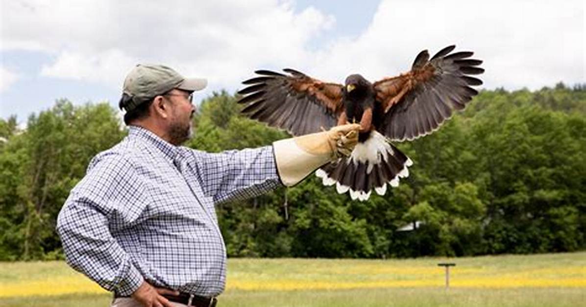 When Did Falconry Begin?