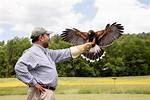 When Did Falconry Begin?