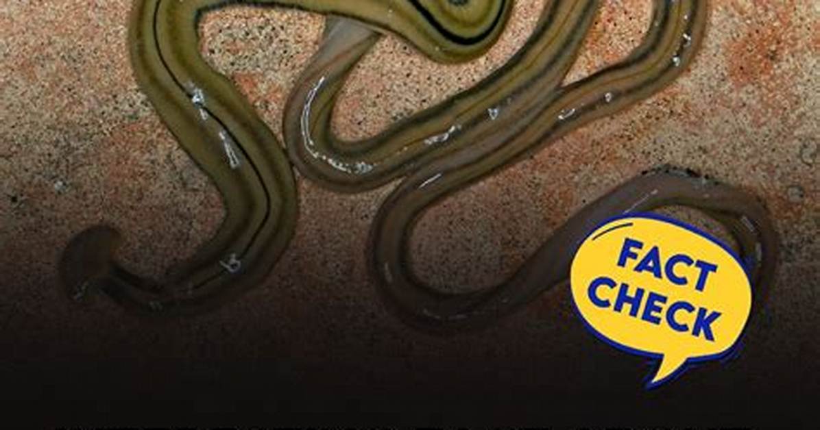 When Did Flatworms Appear?